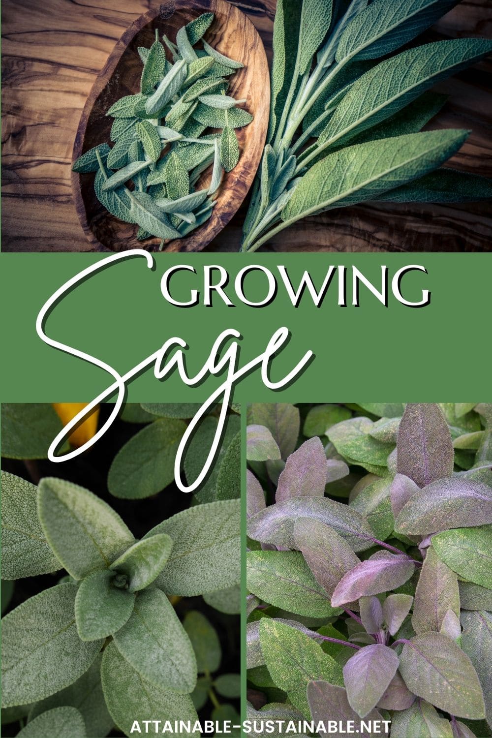 Growing Sage for Flavor and Beauty Attainable Sustainable®
