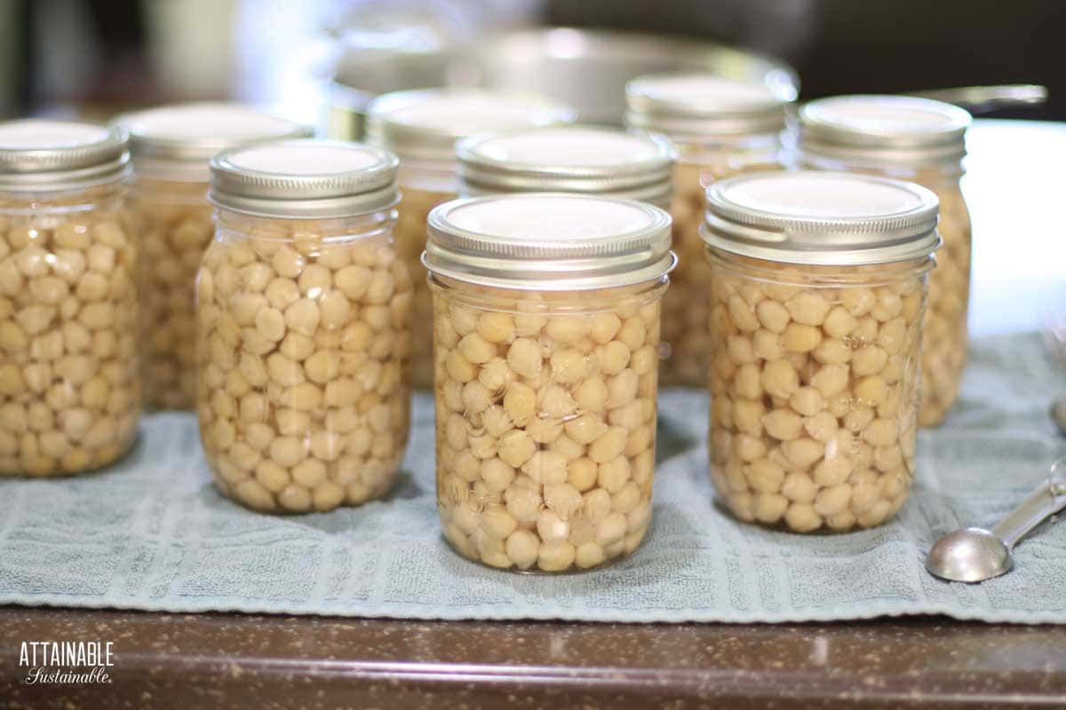 multiple jars of beans just out of the canner. 