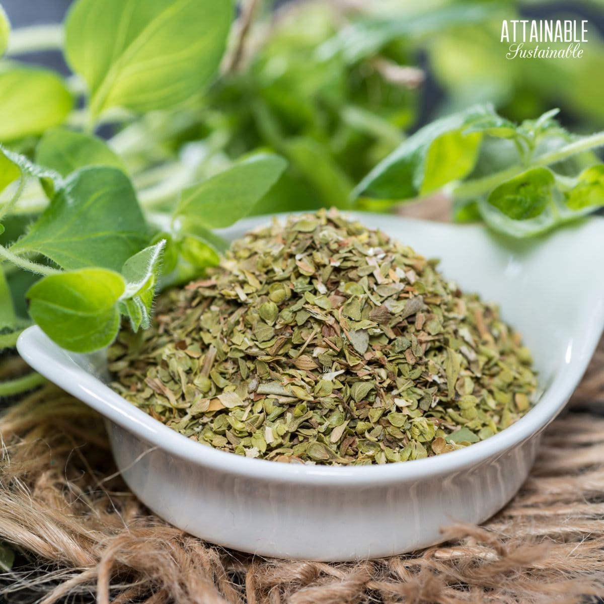 dried oregano in a white dish.