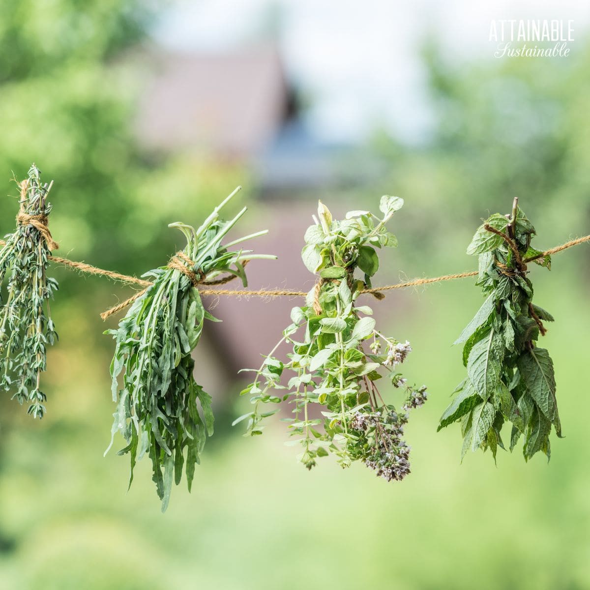 herbs drying on jute string.