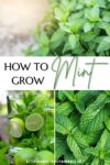 2 pictures of mint growing and one of a pitcher of mint mojito, with a white banner that reads how to grow mint.