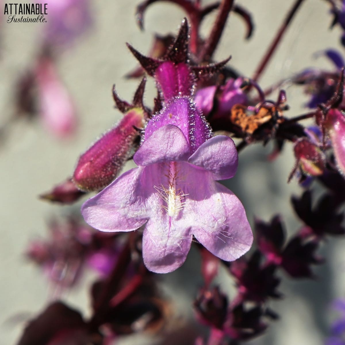 Close up of a purple penstemon. 