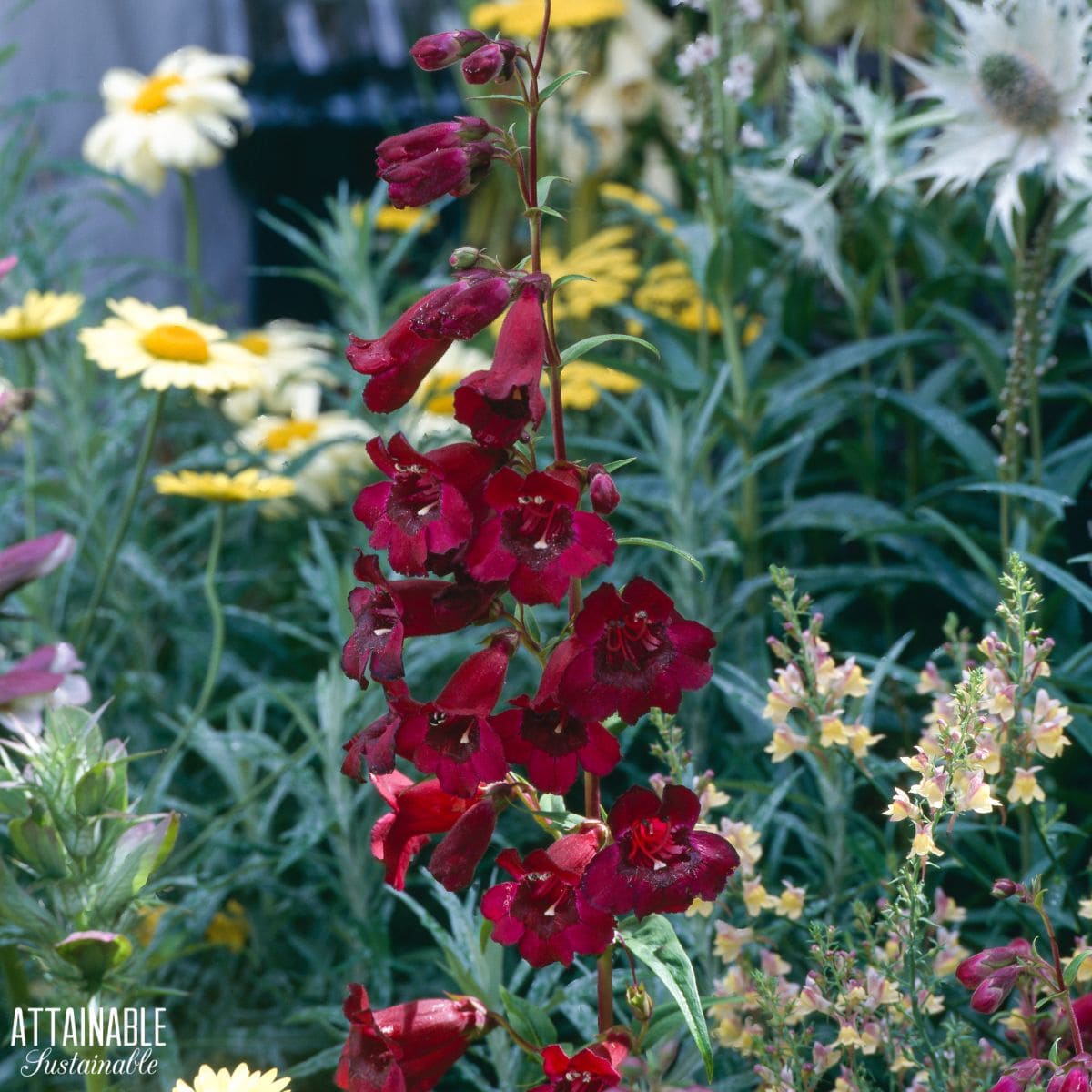 Burgundy flowers. 