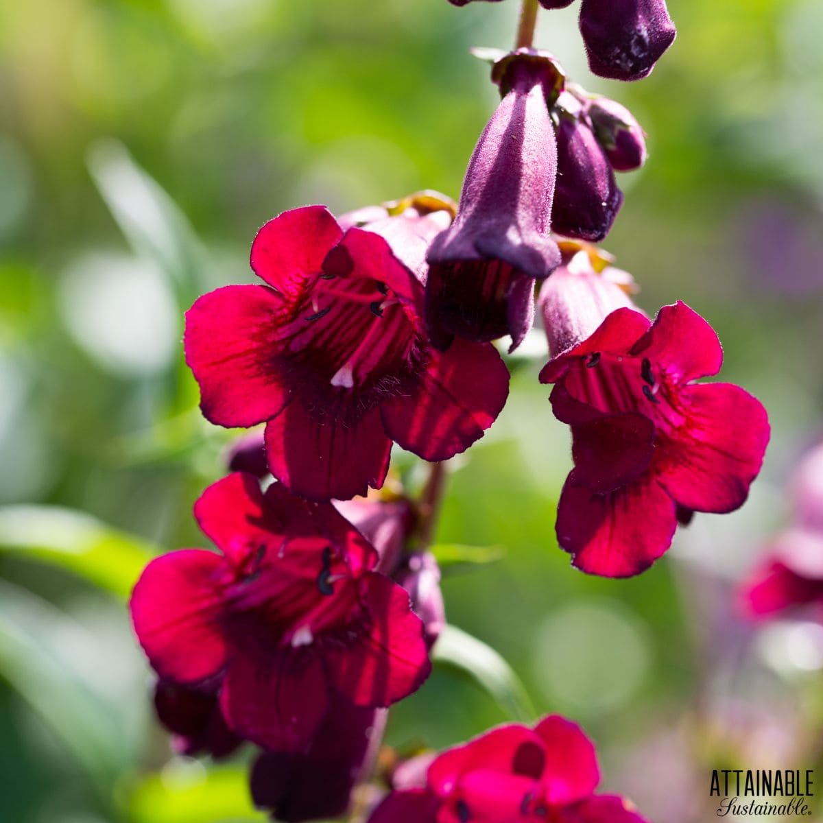 Red penstemon flowers close up.