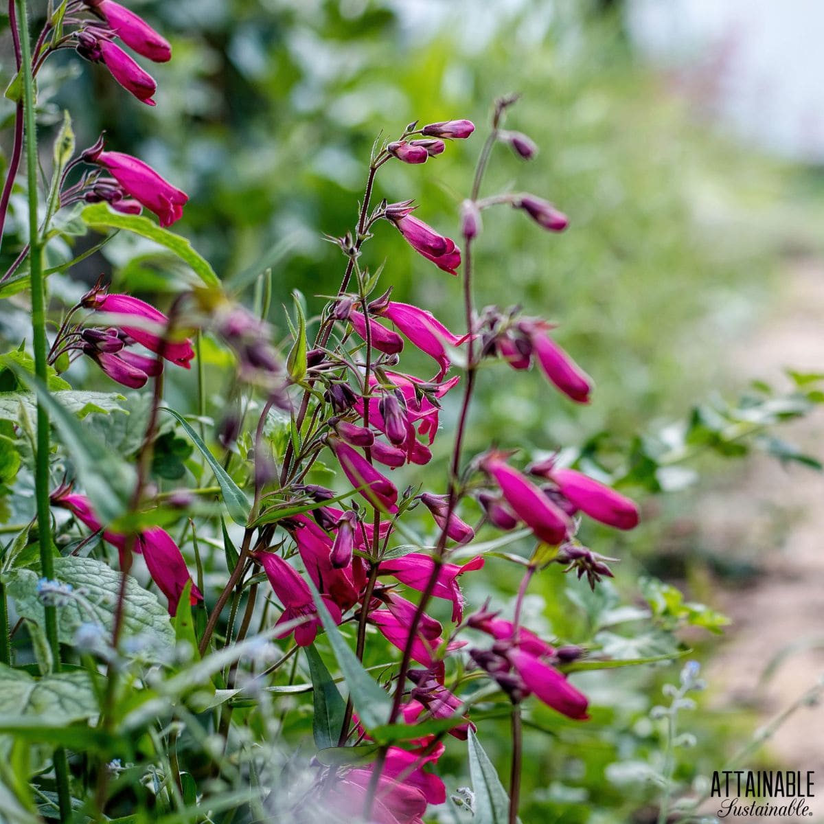 Penstemon flowers growing. 