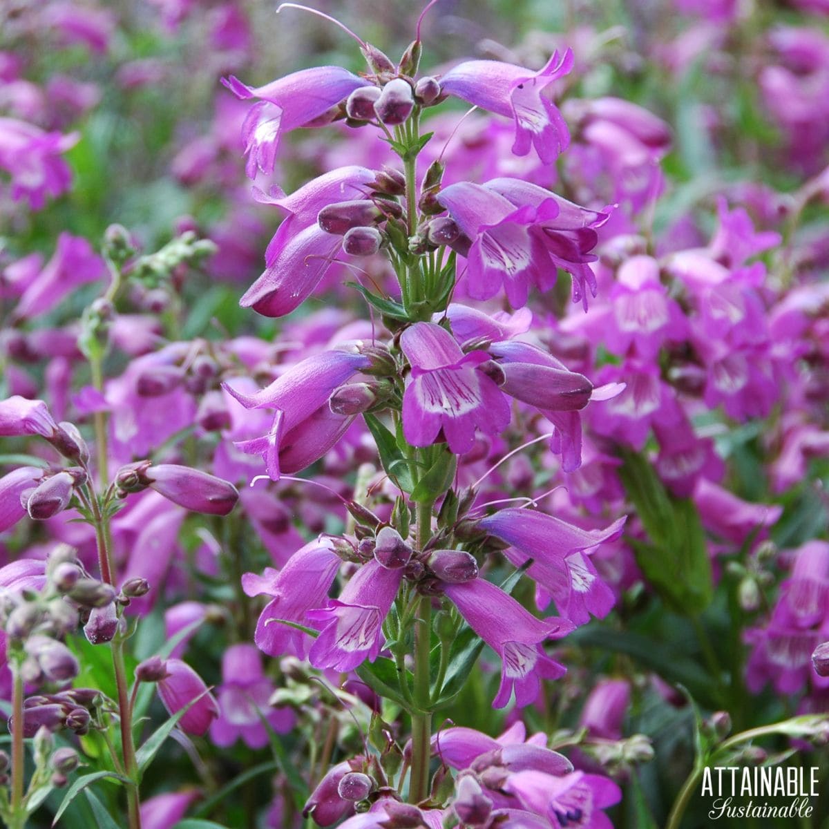 A cluster of purple penstemon flowers. 