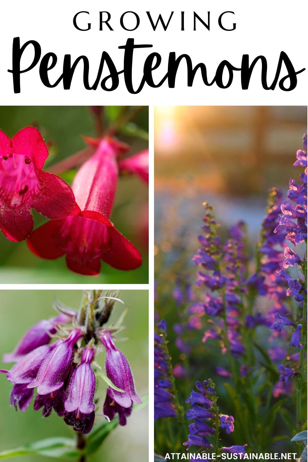 collage of purple and red penstemon flowers