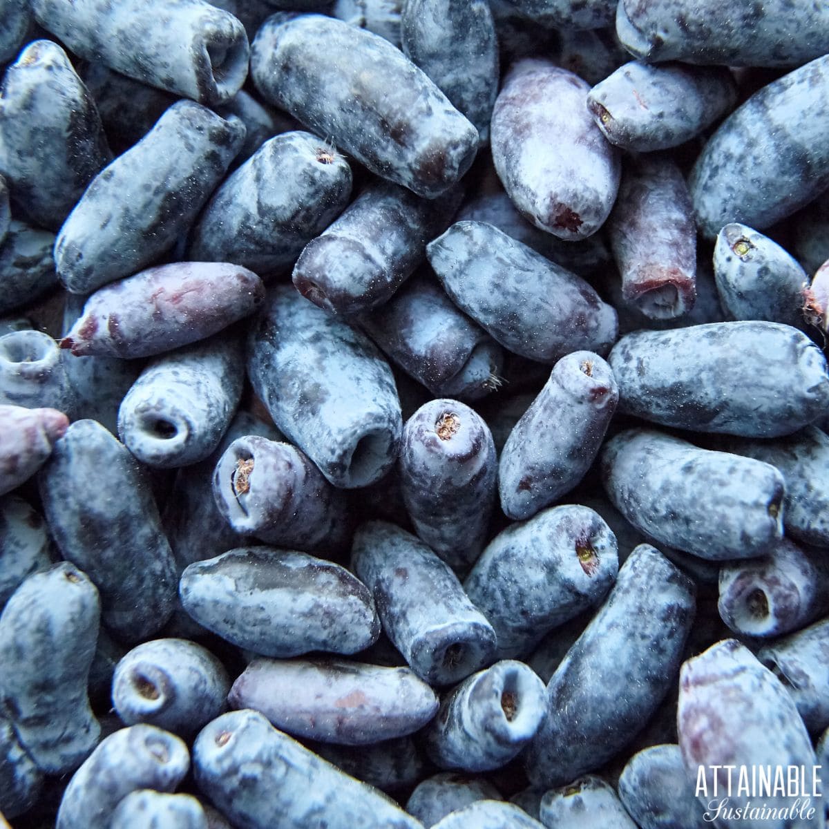 A close up of a pile of honey berries. 