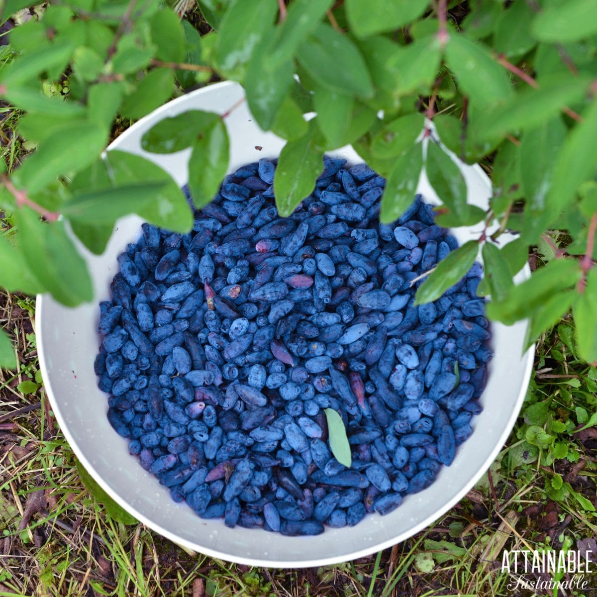 A bowl of harvested honeyberries outside. 