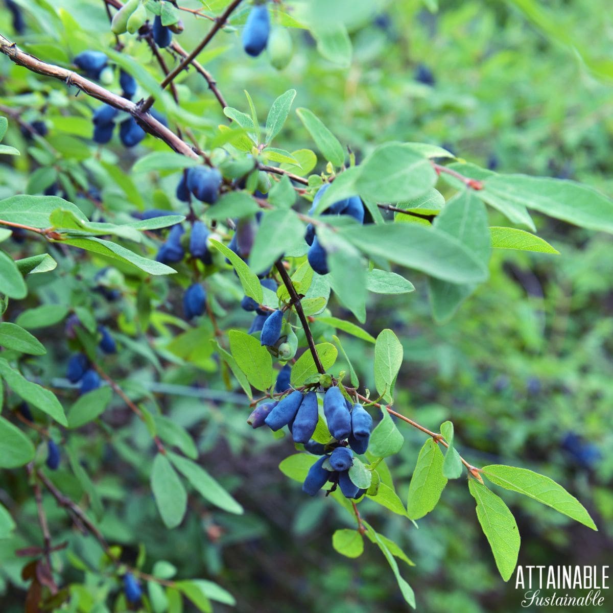 A honey berry bush with ripe berries. 