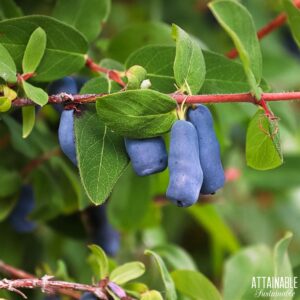 Close up of honeyberries growing on a bush.