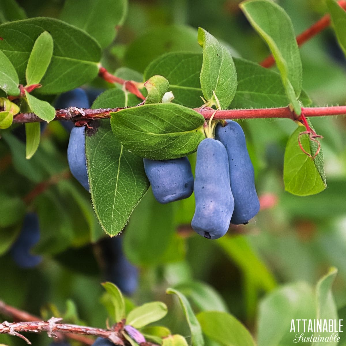 Close up of honeyberries growing on a bush. 