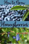 2 photos of honeyberries with overlay that reads how to grow honeyberries.