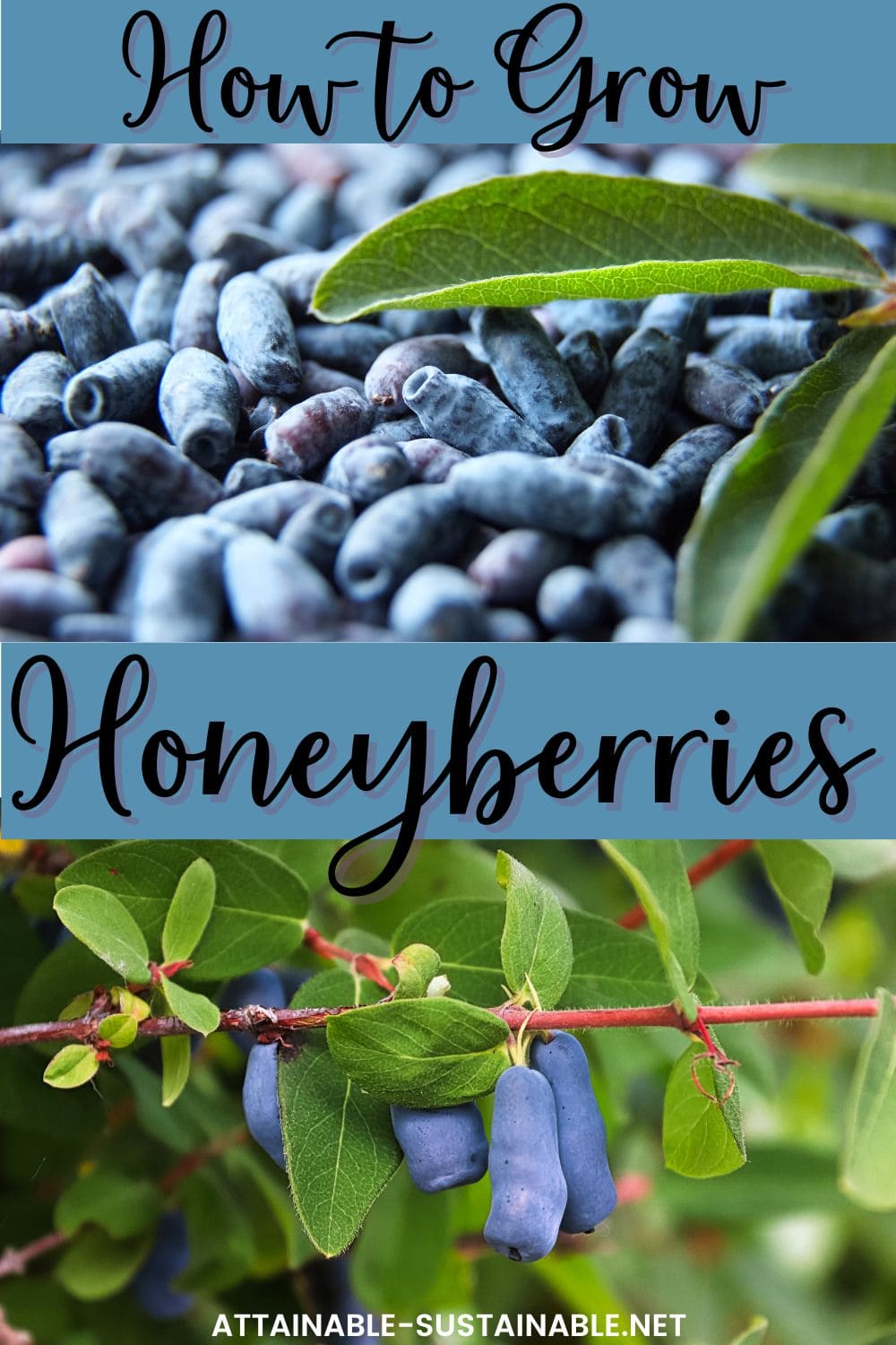 2 photos of honeyberries with overlay that reads how to grow honeyberries.