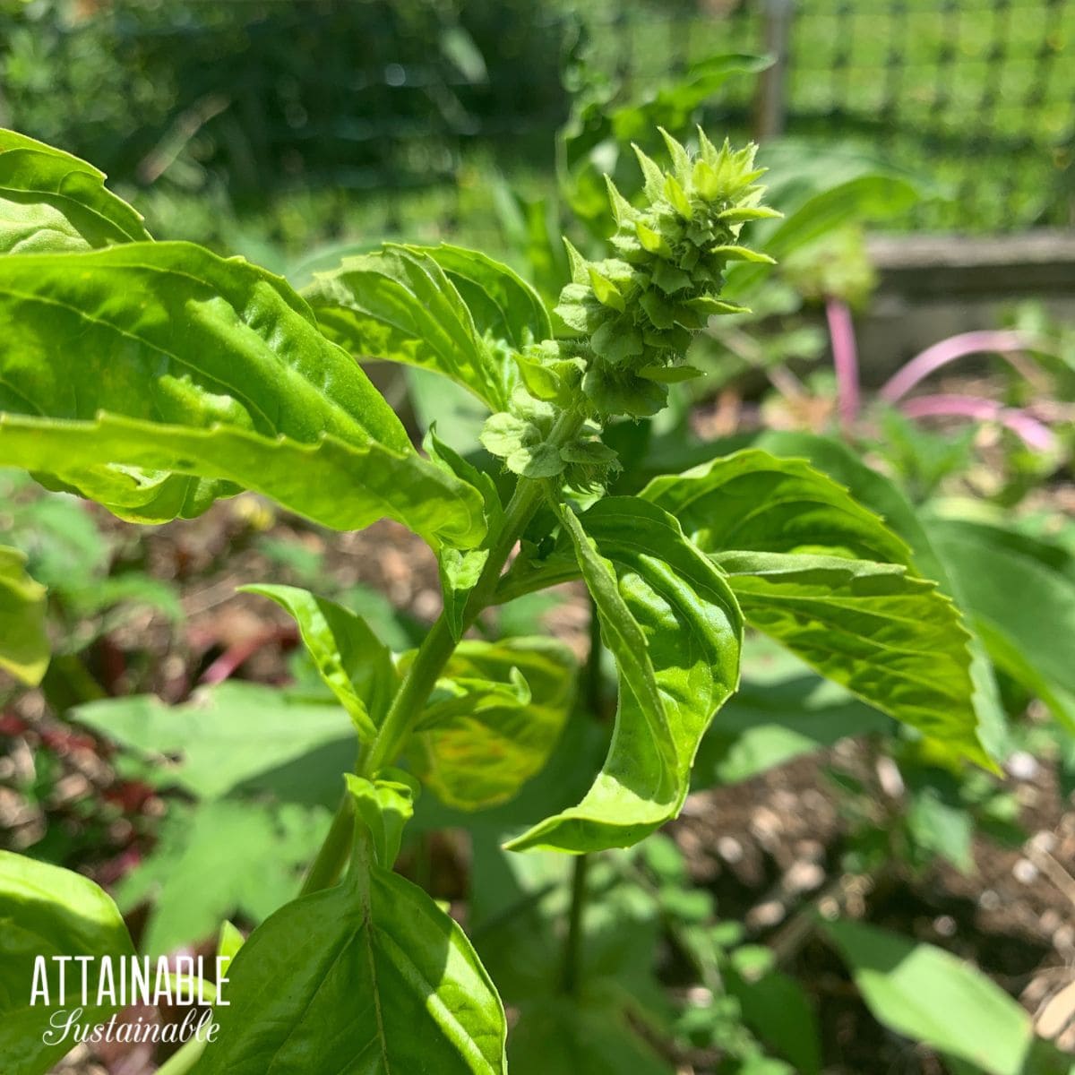 basil flower stem growing.