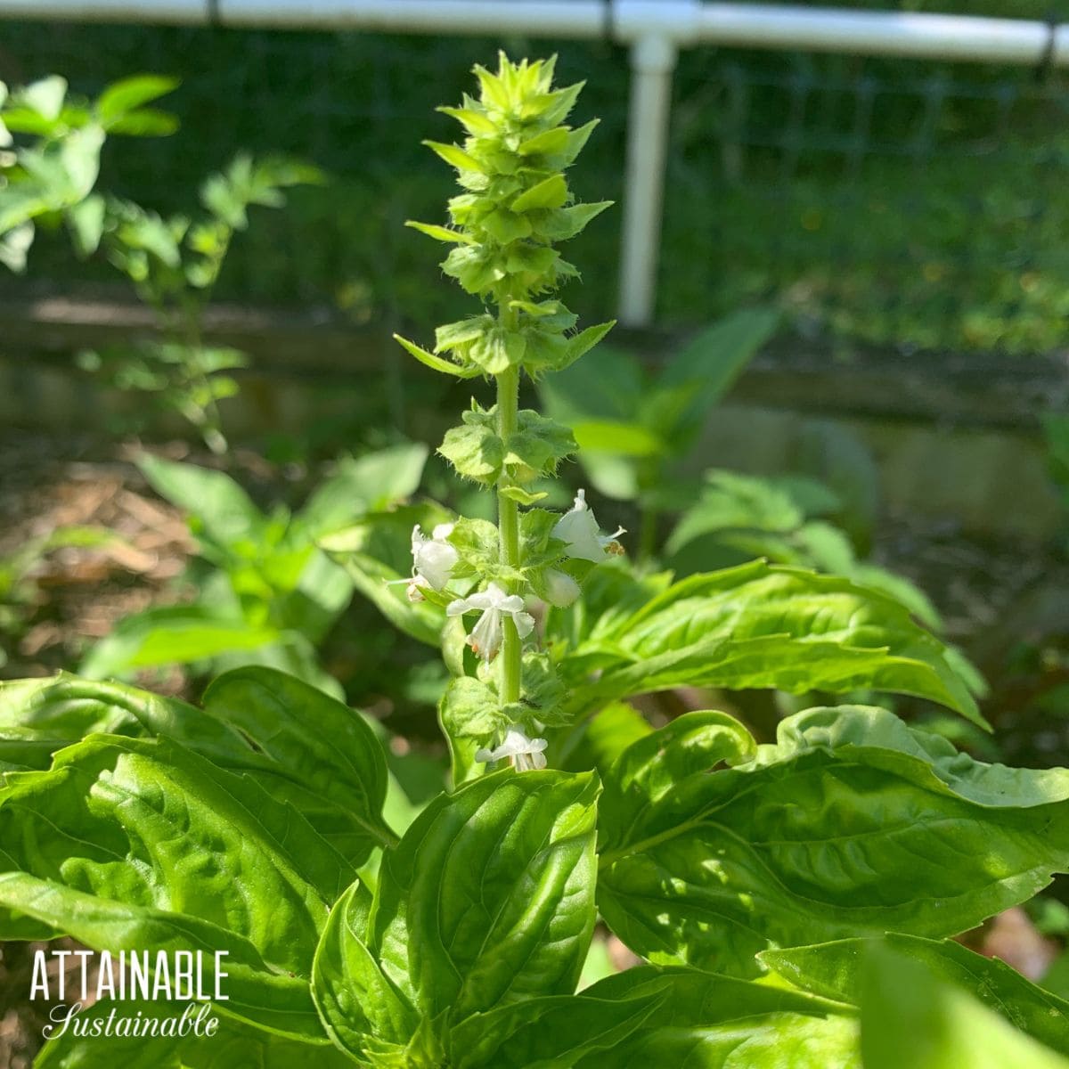 basil flowering stem.