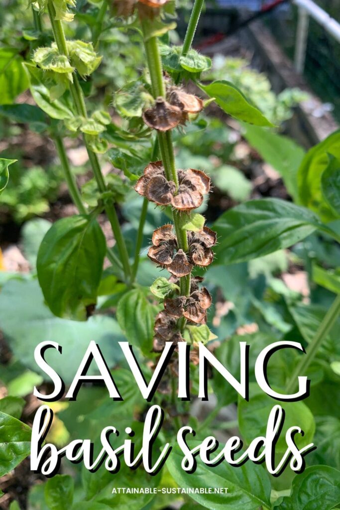 How to Harvest Basil Seeds (And Grow Free Plants!)
