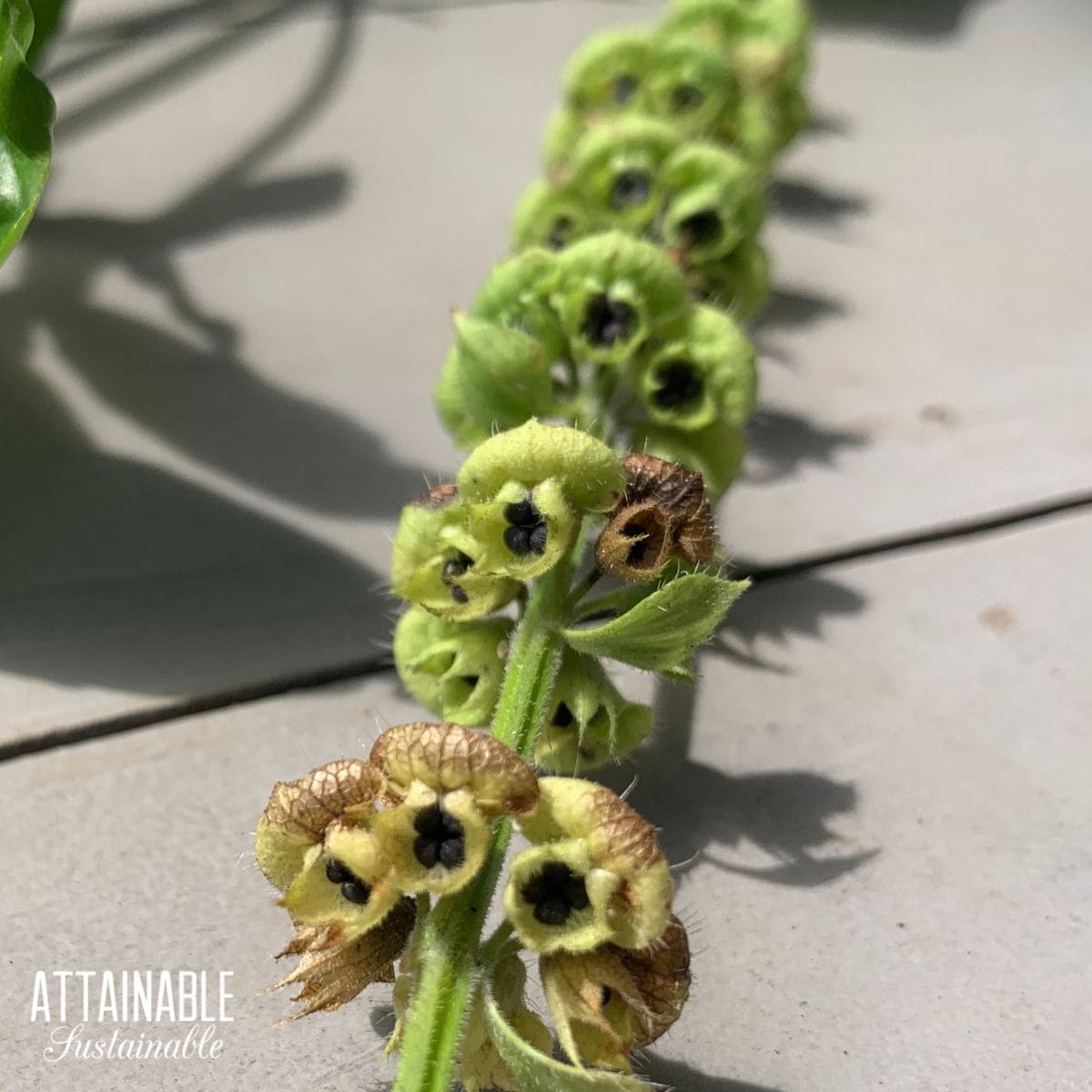 basil seed pods.