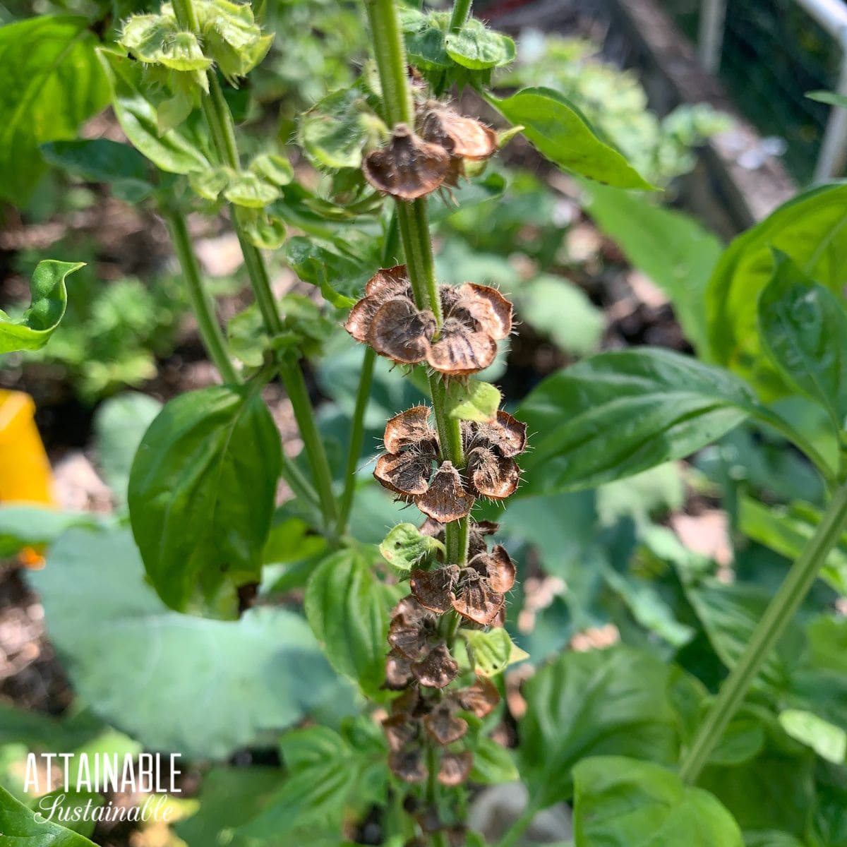 dried basil pods on plant.