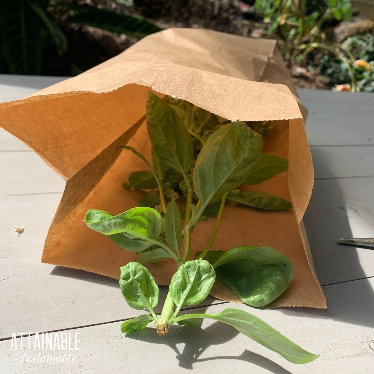 basil in a paper bag.