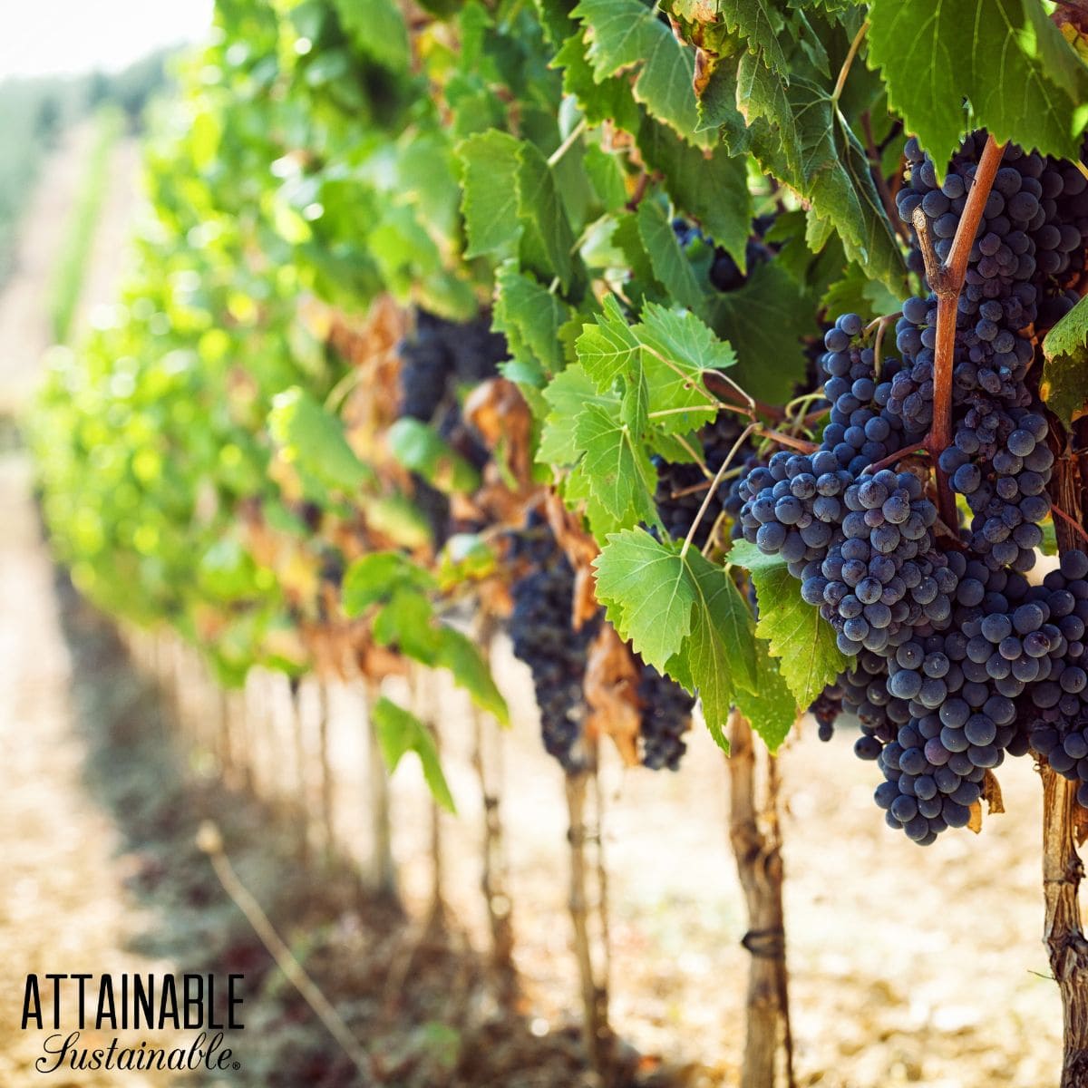 Dark purple grapes planted in a row, ripe in the sun with green leaves on the vine. 