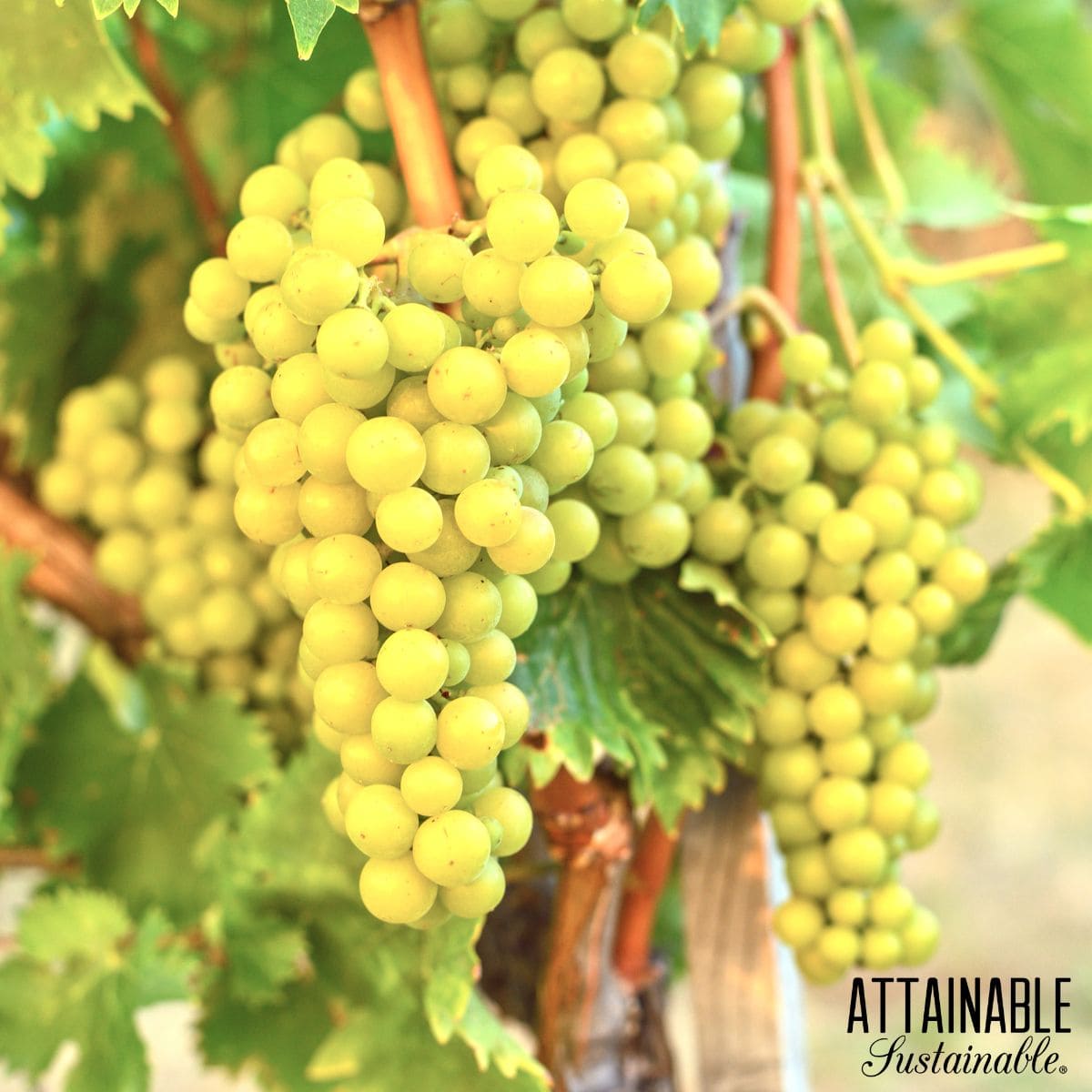 Green-yellow grapes hanging off the vine with green leaves. 