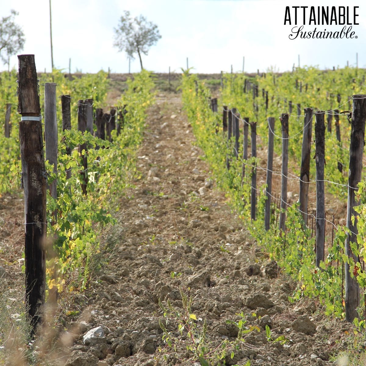 Posts planted in a row with young grape plants climbing them. 