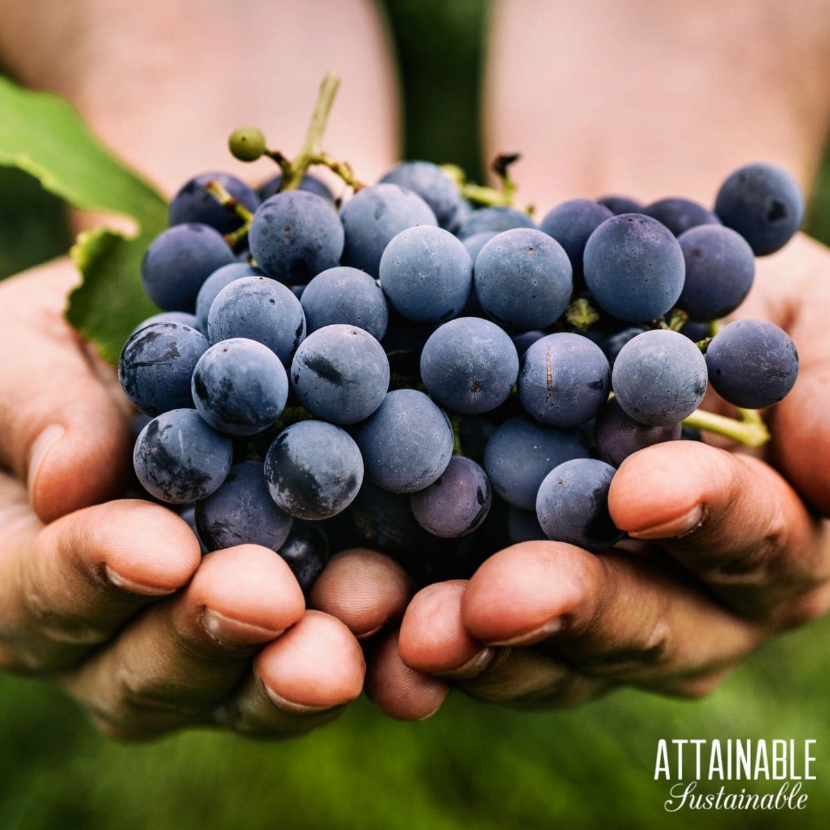 Two hands together holding a cluster of dark purple grapes. 