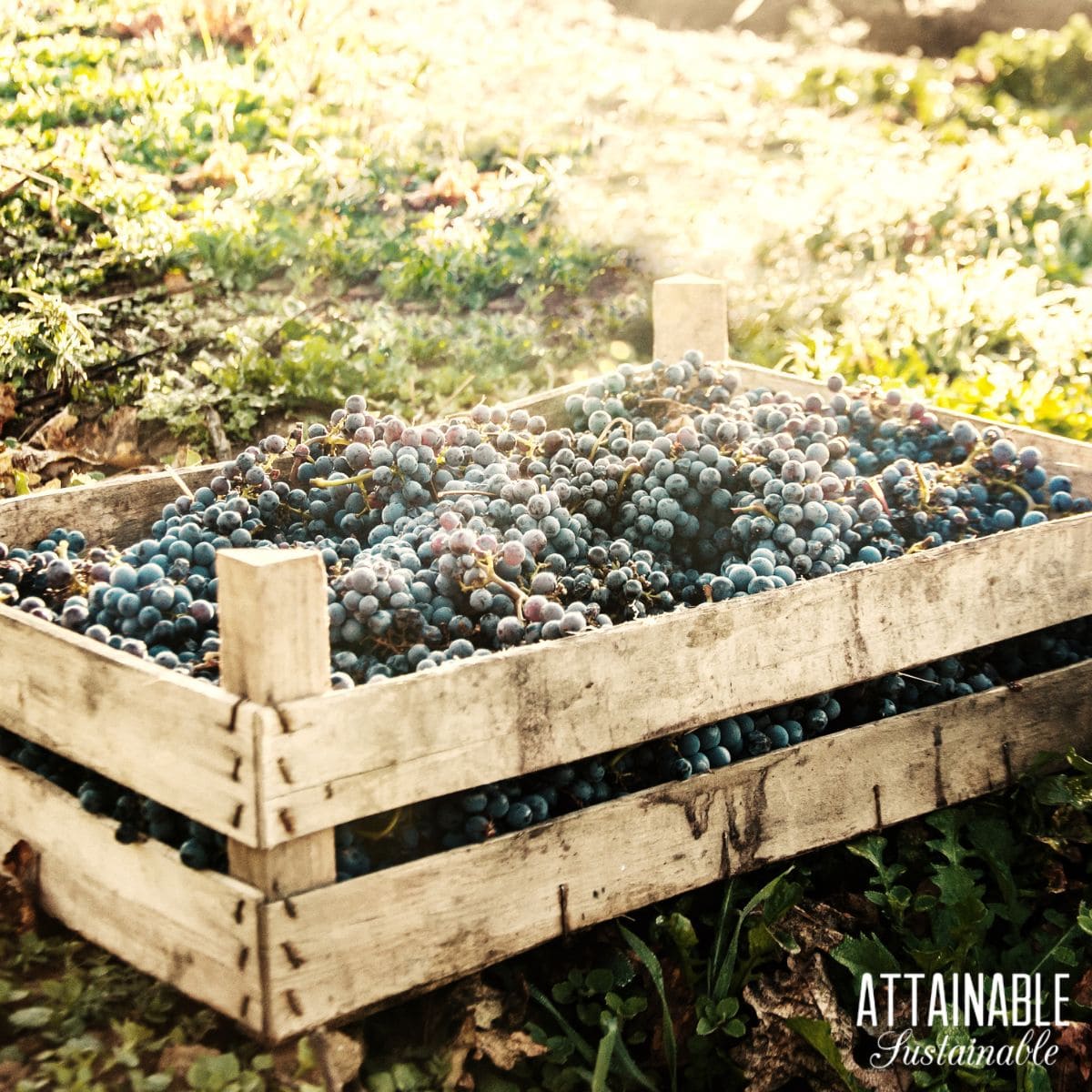A wooden pallet style bin with an open top outside with harvested black grapes in it. 