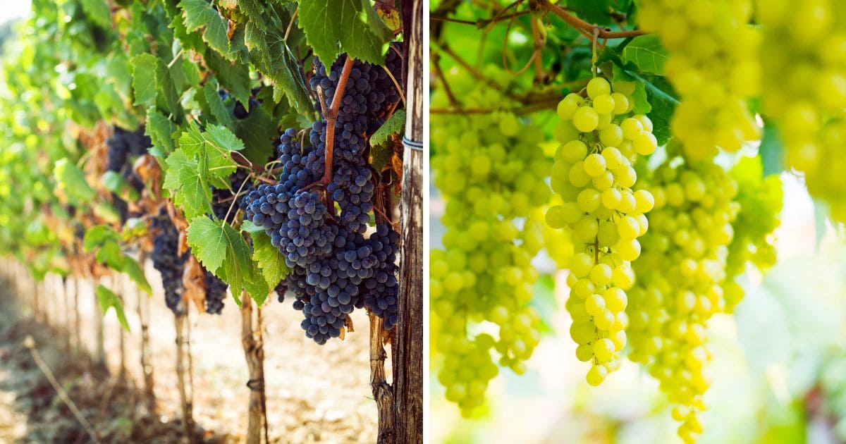 Growing Grapes in the Garden Attainable Sustainable®