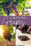 2 pictures of dark purple grapes growing on a vine and one of grape jelly in a small white dish, with a middle banner that reads growing grapes.