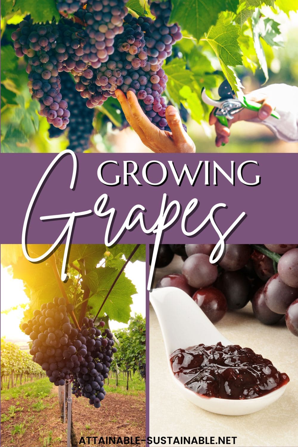 Growing Grapes in the Garden Attainable Sustainable®