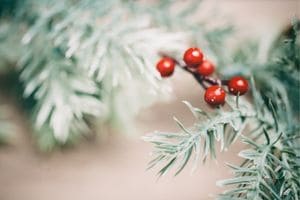 evergreen branches with berries.
