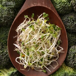 wooden spoon full of broccoli sprouts.