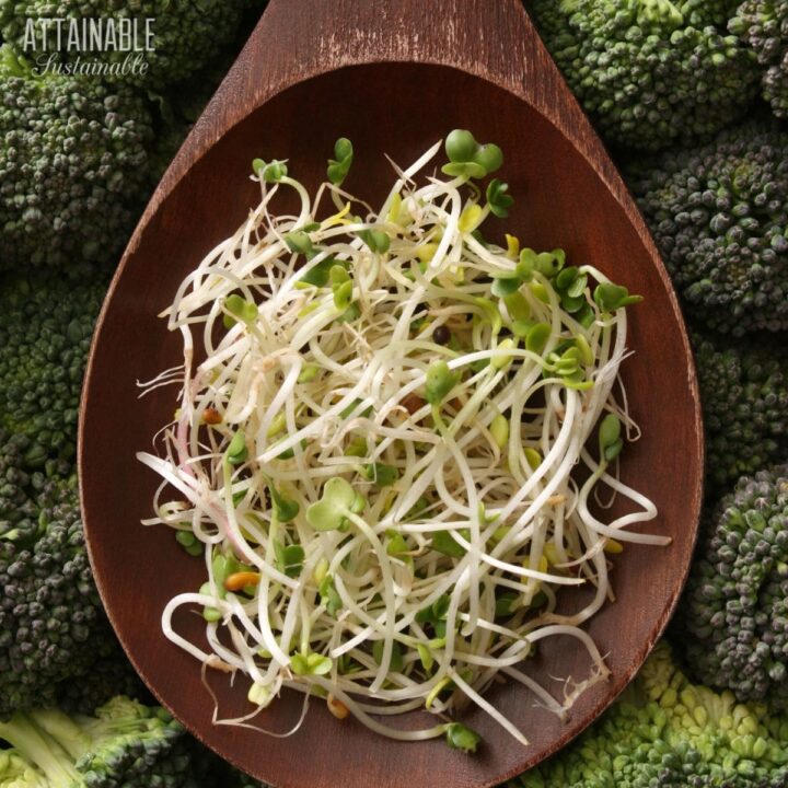 wooden spoon full of broccoli sprouts.