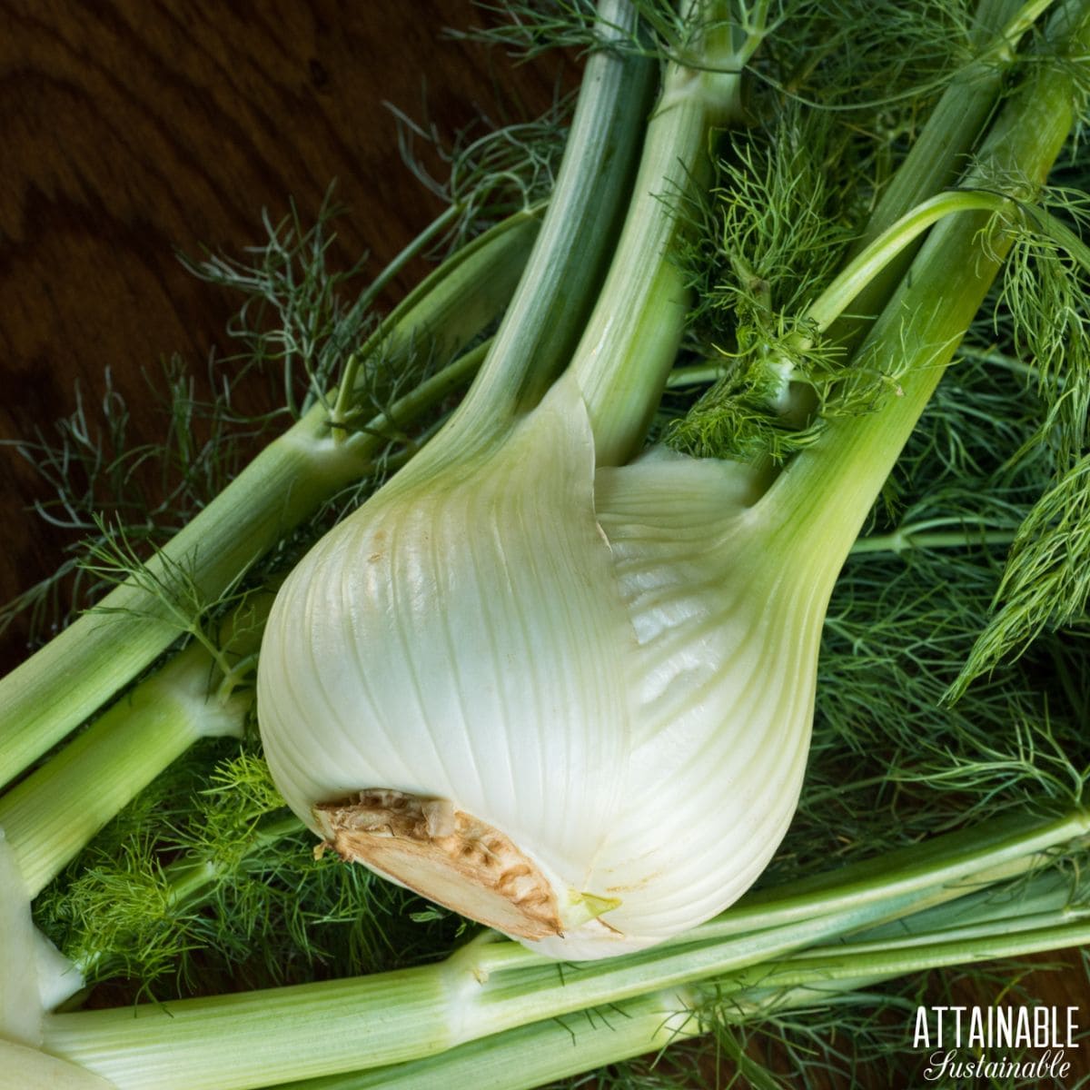 Fennel bulbs with fronds on a dark wood surface. 