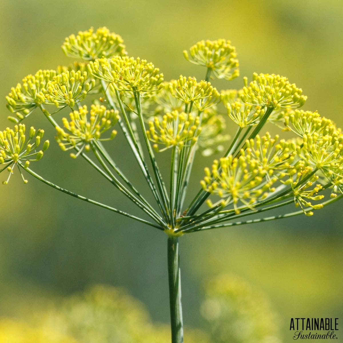 Yellow fennel flowers.