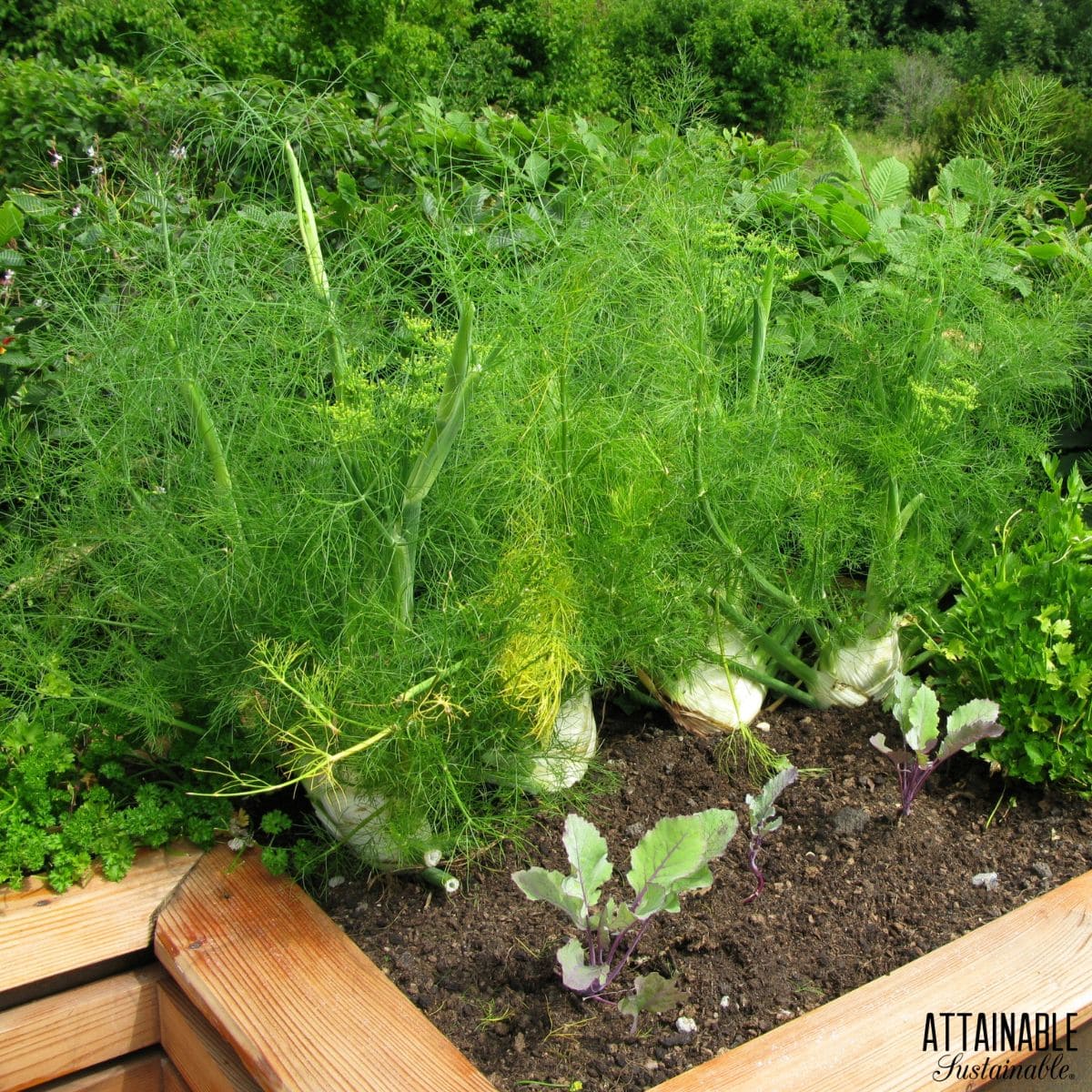 Feathery fennel leaves growing on to of bulbs in a raised garden bed.