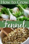 A photo of fennel with a small amount of leaves and stems trimmed, and a photo of fennel seeds in a white bowl, with a top and middle banner that reads how to grow fennel.