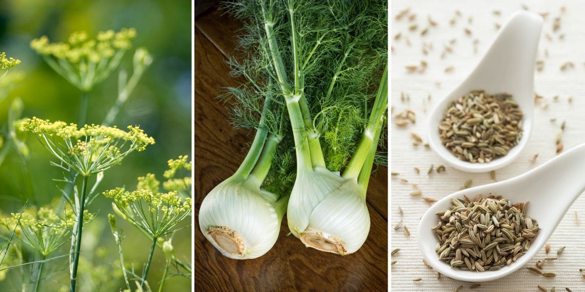 Growing Fennel for Fronds, Seeds, and Bulbs