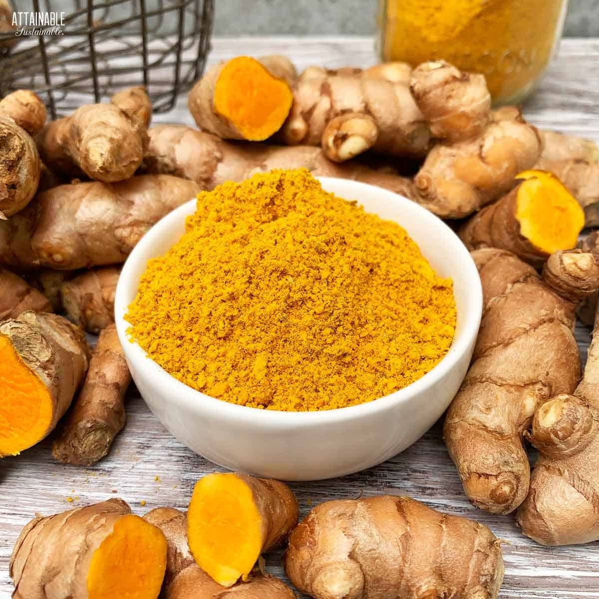 WHITE BOWL full of turmeric powder surrounded by fresh turmeric rhizomes.