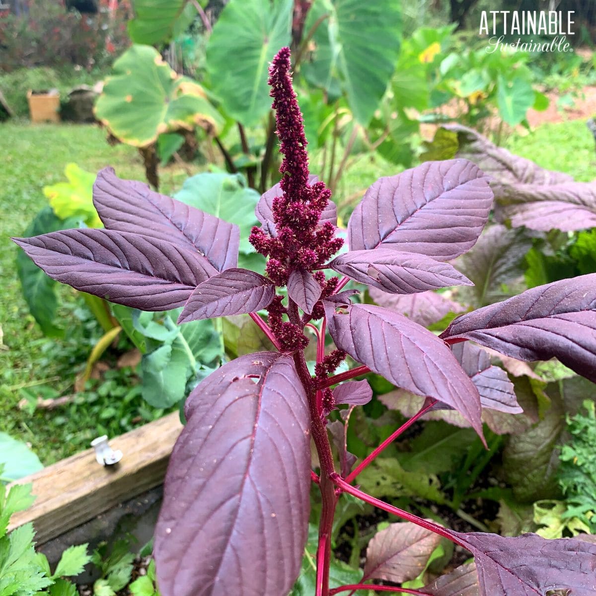 purple leaves and flowers of an amaranth plant.