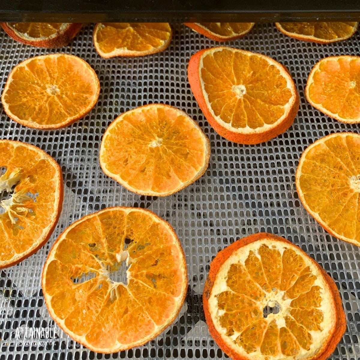 dried oranges on a dehydrator tray.