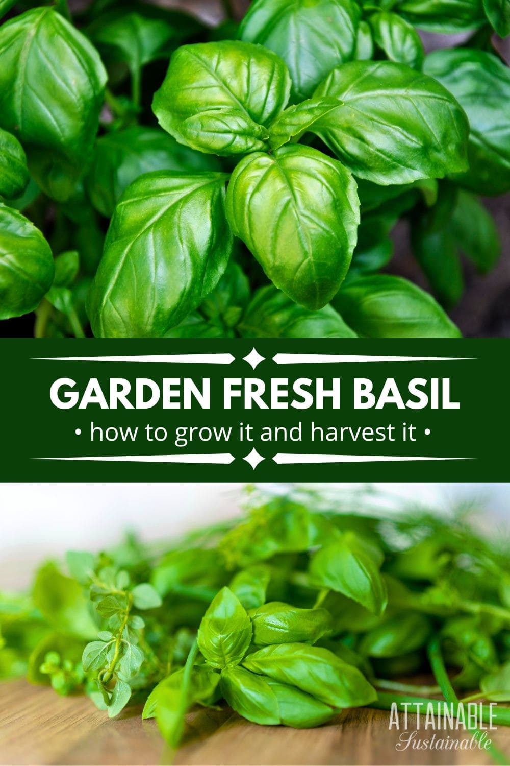 How to Harvest Basil All Summer Long (Without Killing the Plant)