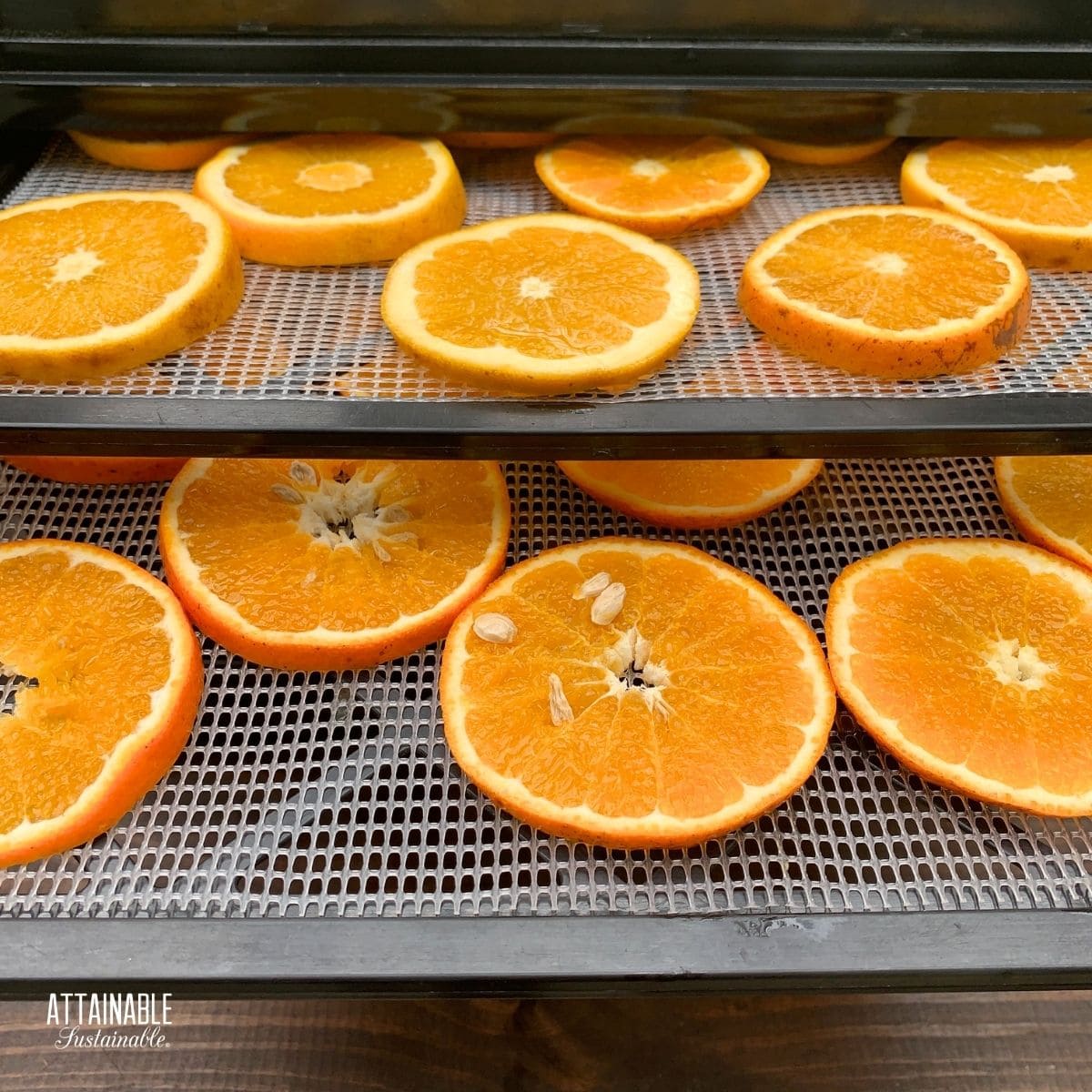 fresh orange slices on dehydrator trays.