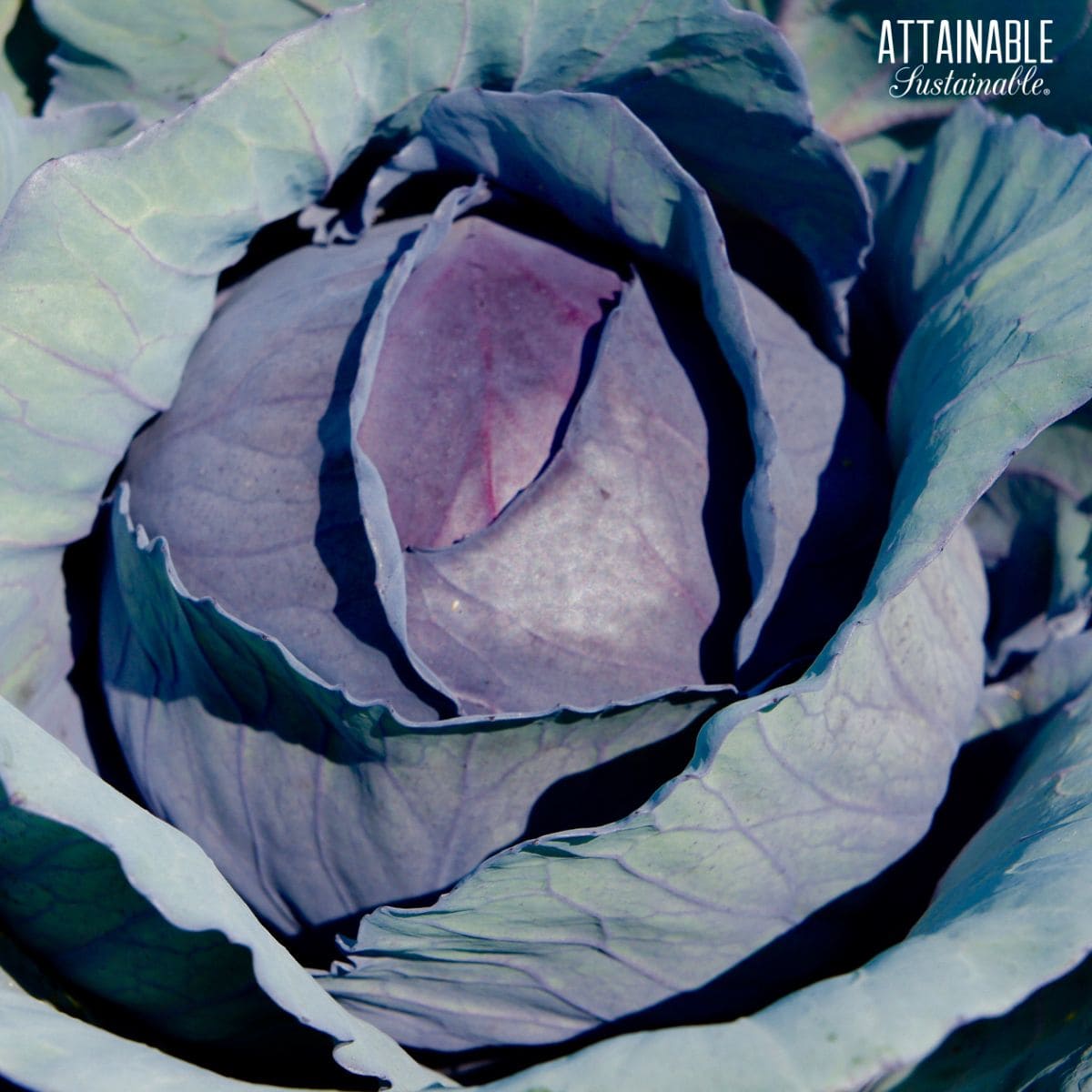 Purple cabbage growing in a garden.