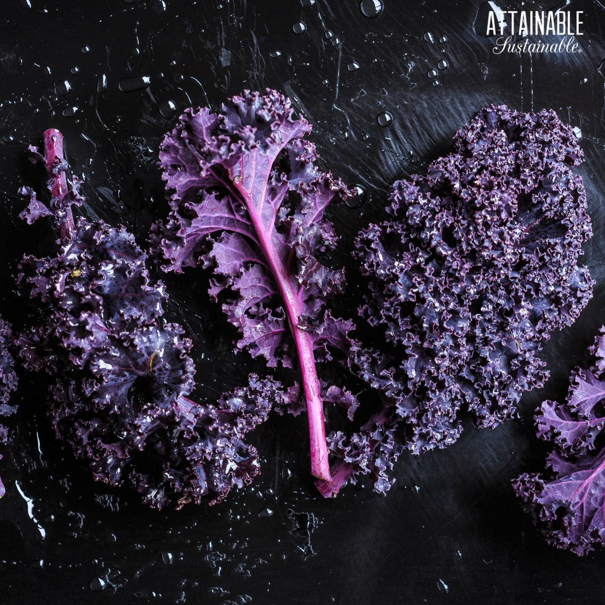 dark purple curly leaf kale.