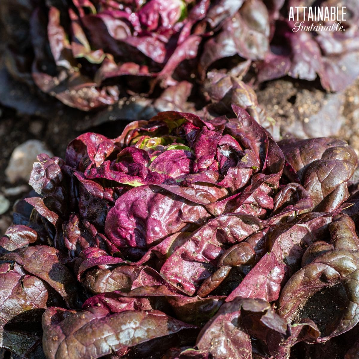 butter lettuce with purple leaves.