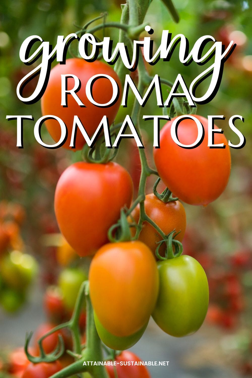 red and green roma tomatoes on a vine.