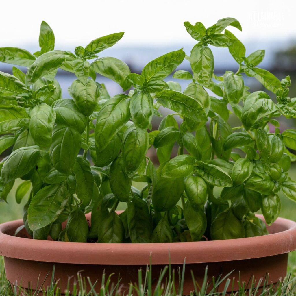Propagating Basil for a Prolific Harvest Attainable Sustainable®